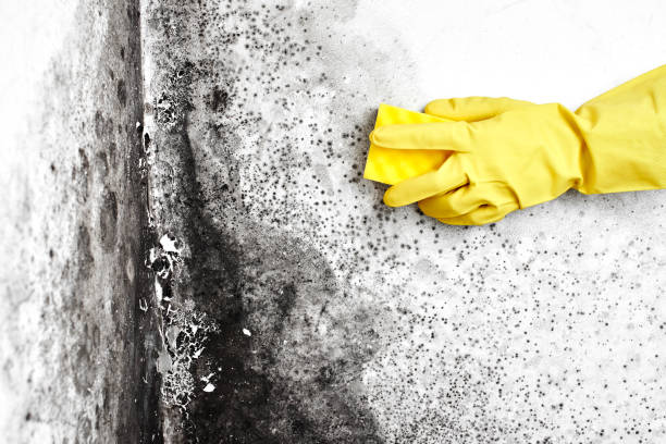 Best Water Damage Restoration  in Queensland, MD