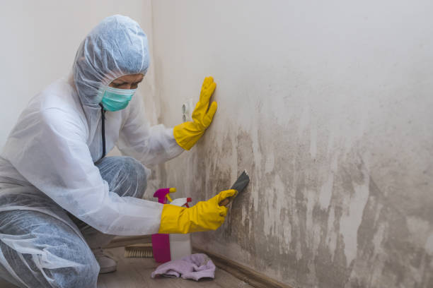 Best Mold Remediation  in Queensland, MD