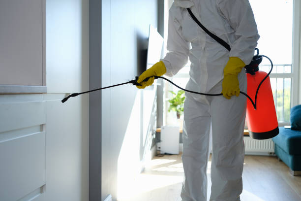 Mold Removal Process in Queensland, MD