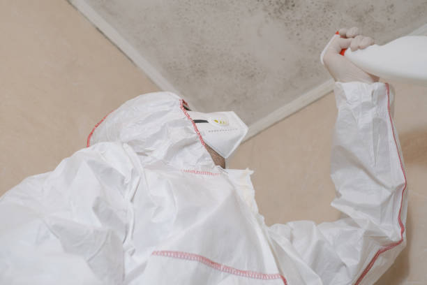 Reliable Queensland, MD Mold Removal Solutions