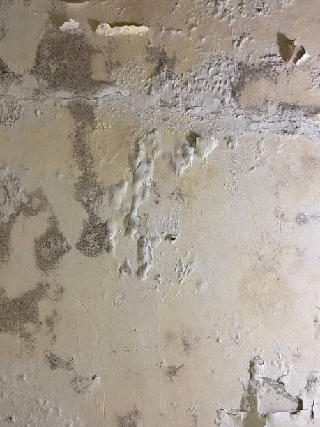 Best Local Mold Removal Service  in Queensland, MD